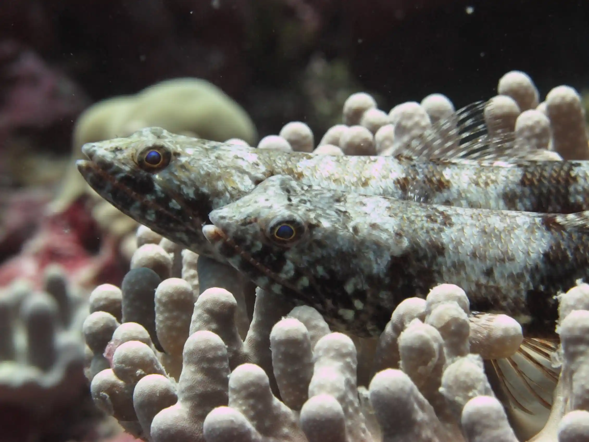 Two fish hide among the spikes of coral.