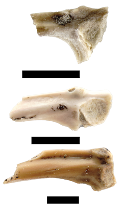 Three small pieces of bone.