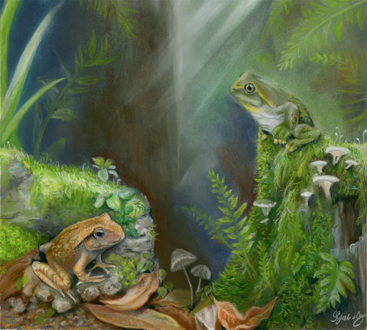 A brown and green frog depicted in a mossy forest.