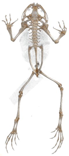 A skeleton of a frog.