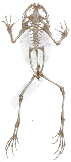 A skeleton of a frog.
