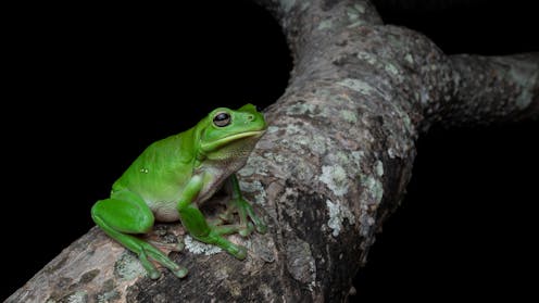 Newly discovered frog species from 55 million years ago challenges evolutionary tree