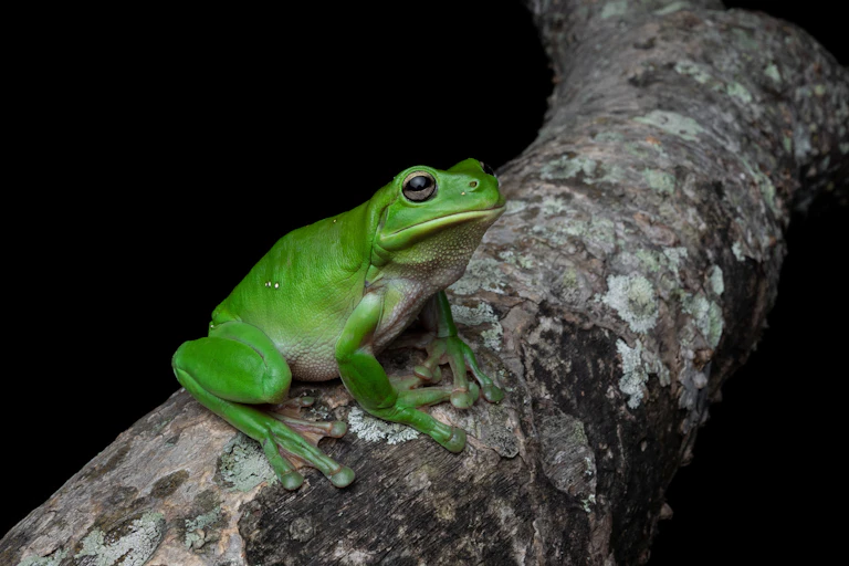 A green frog sitting on a branch.