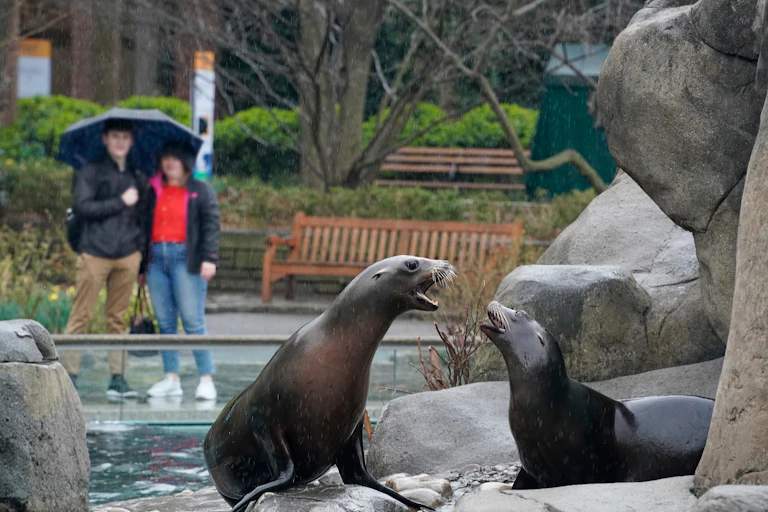 Un couple d'humains observent un couple de lions de mer dans un zoo.