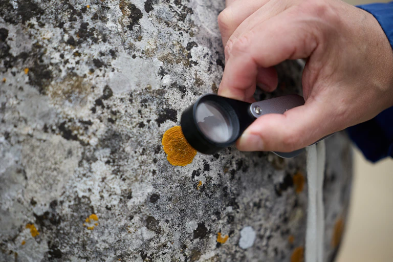 Hand holding a magnifying glass looking at an orange lichen on stone