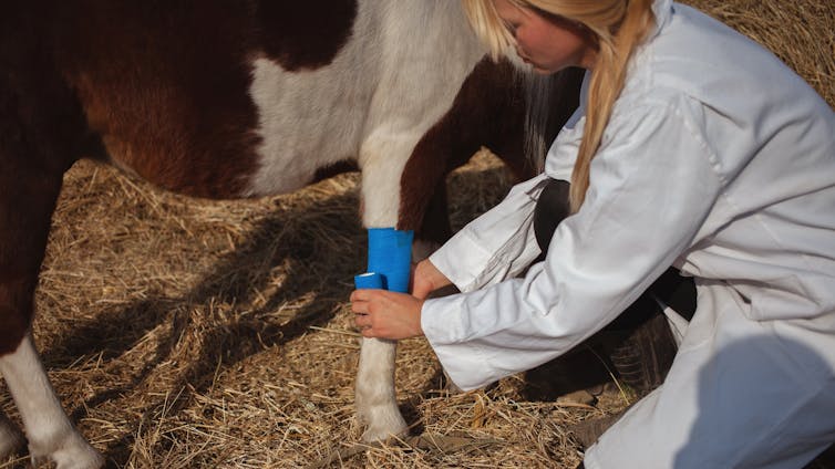 A vet bandages a horse's leg.