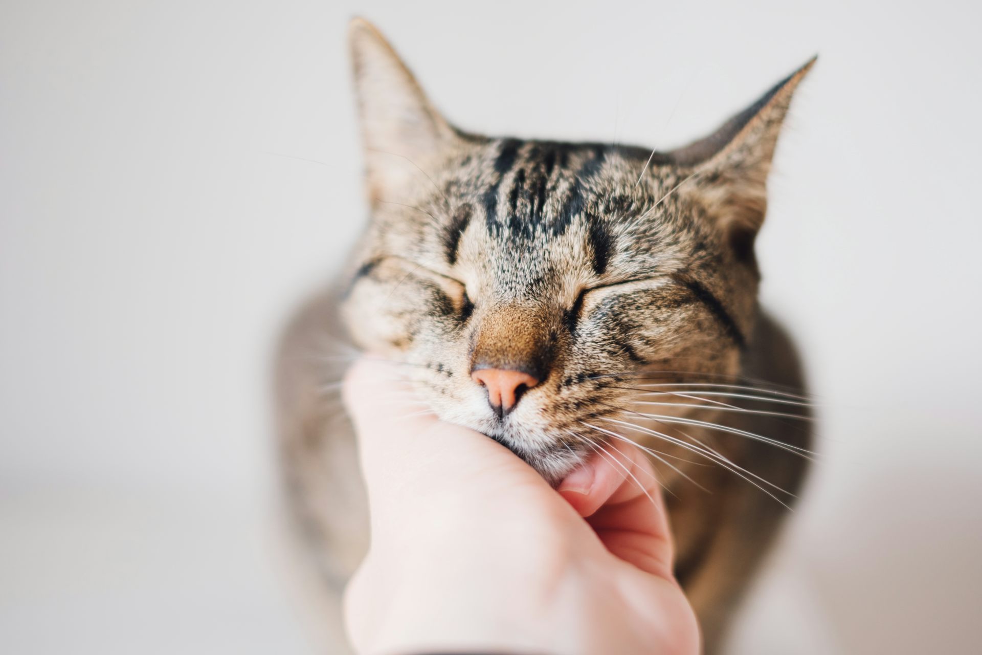 Un chat se fait caresser la tête