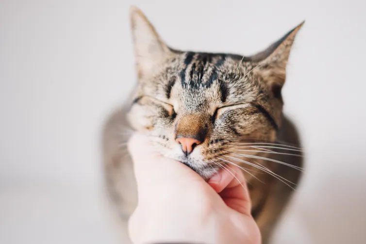 Un chat se fait caresser la tête