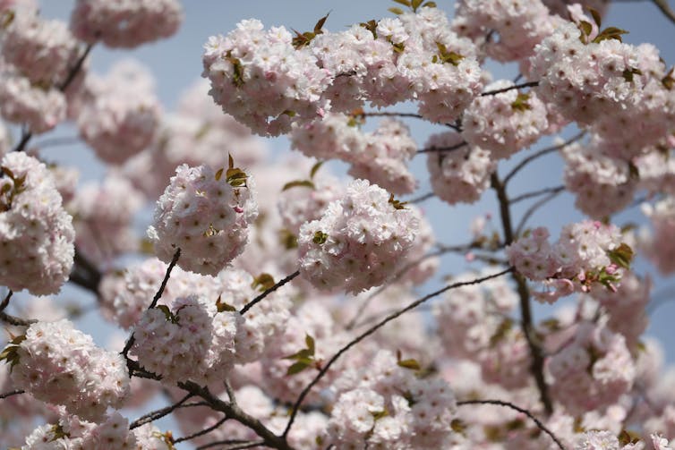 Pink blossoms on a tree in spring.