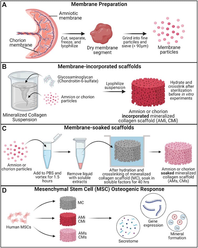 Diagram of multistep preparation of placenta membranes to study their use in bone repair