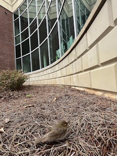 Un pequeño pájaro marrón en el suelo frente a la gran pared de las ventanas.