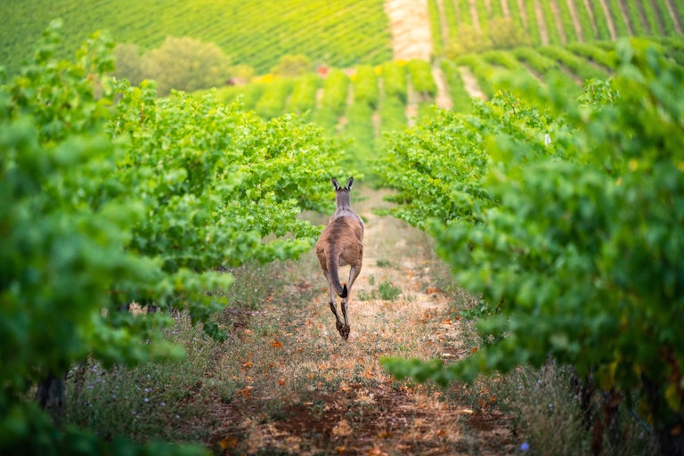 kangaroo hops through a vineyard