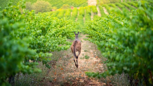 Wine is still Australia’s most popular alcoholic drink – but many producers face an uncertain future