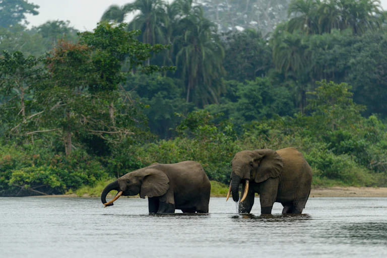 Two elephants wade in a deep river, with a backdrop of dense forest behind them