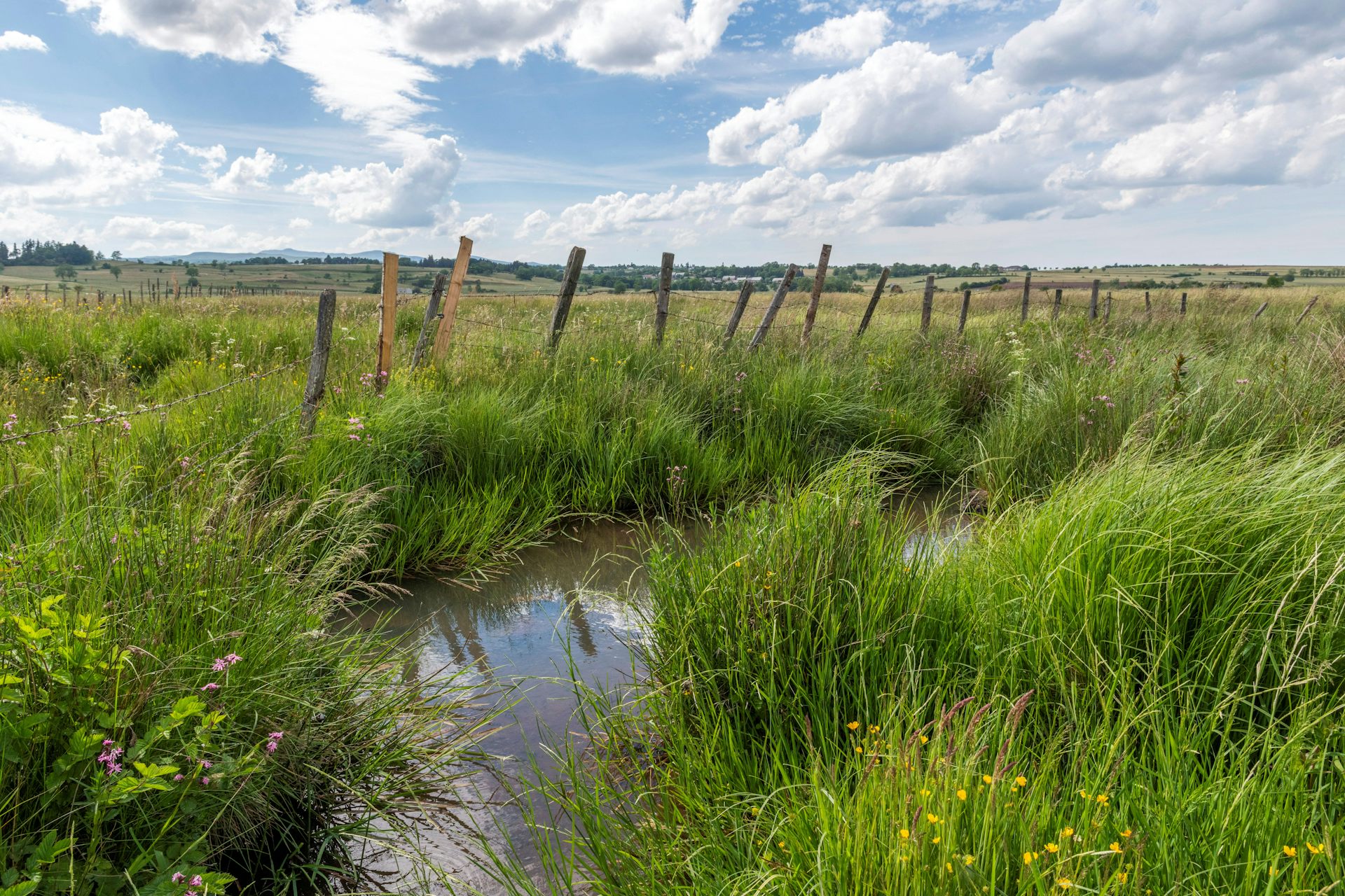 paysage de zone humide