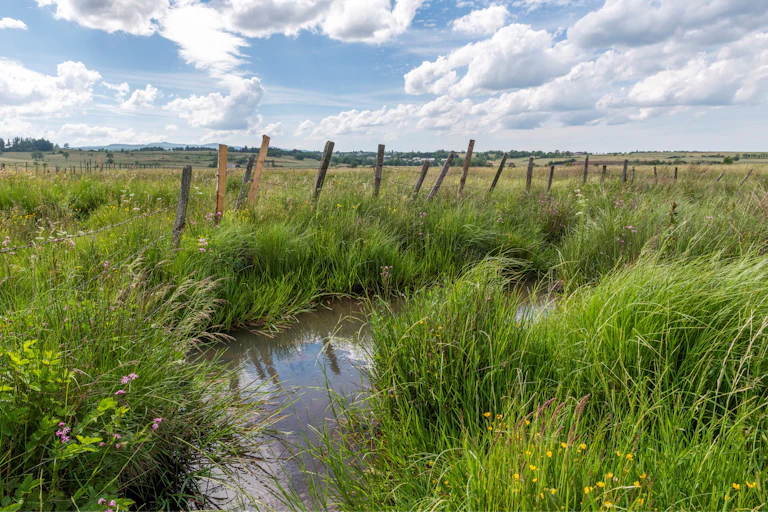 paysage de zone humide