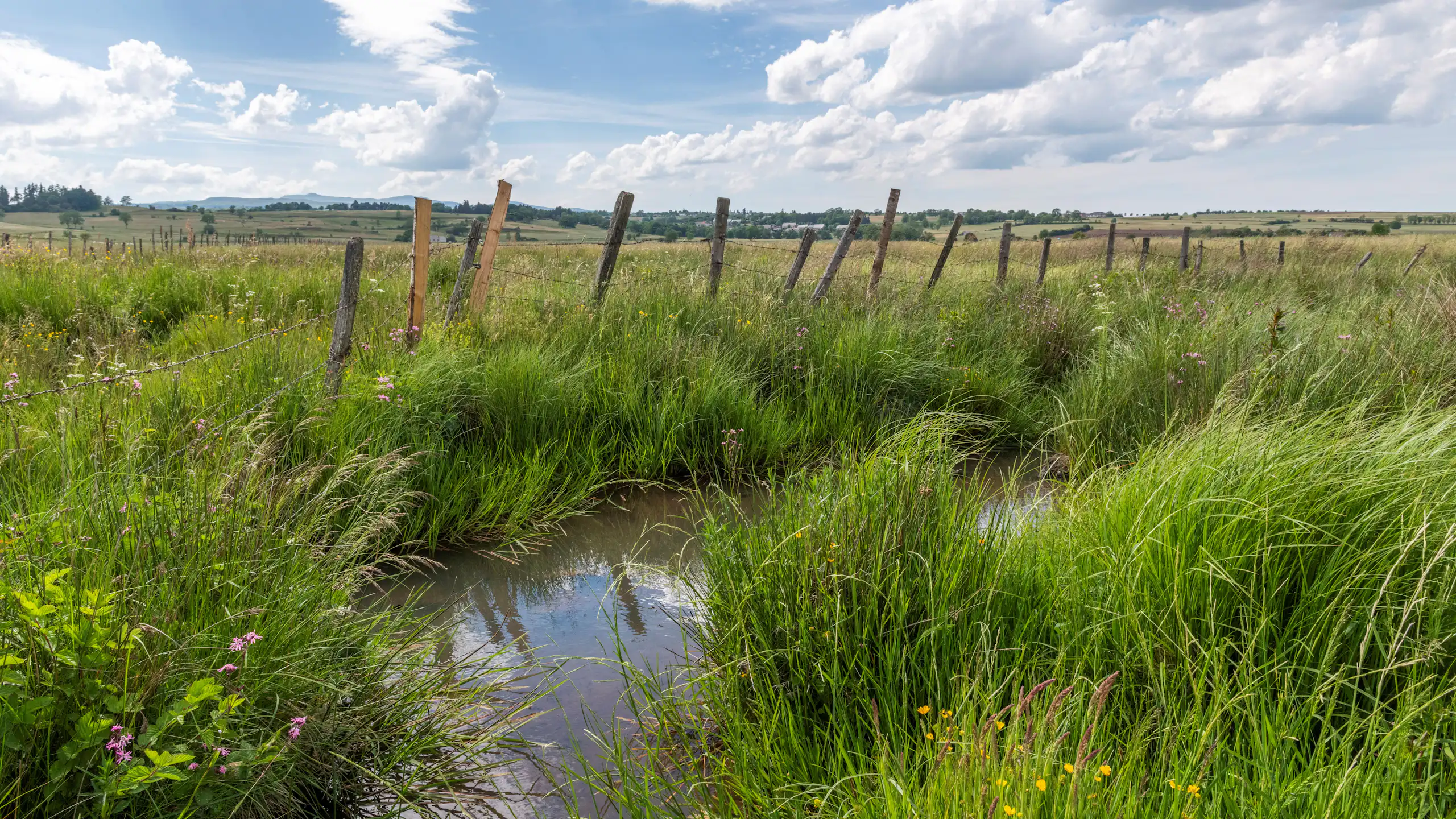 paysage de zone humide