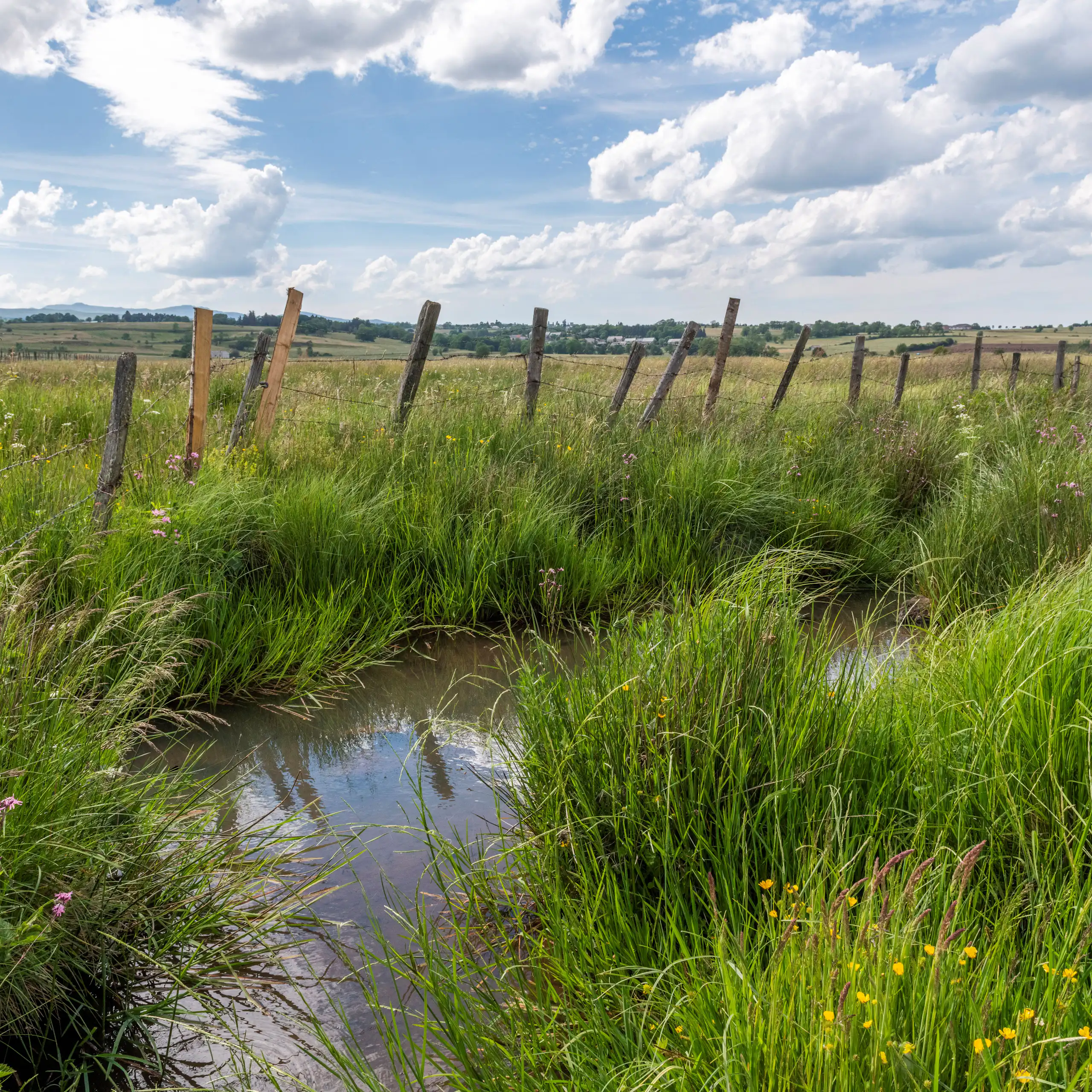 paysage de zone humide