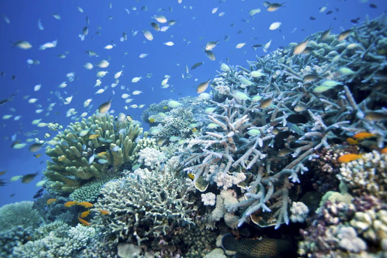 Scores of fish swim among corals in a reef.