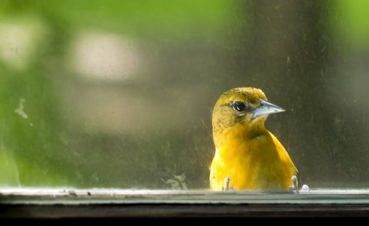 Windows are the No. 1 human threat to birds – an ecologist shares some simple steps to reduce collisions – Environmental News Bits Windows are the No. 1 human threat to birds – an ecologist shares some simple steps to reduce collisions – Environmental News Bits