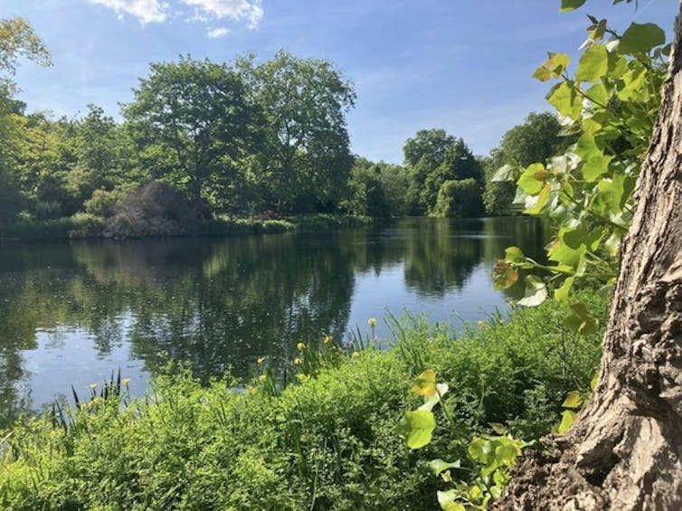 Para canadiense en Londres, la fiesta de la Guardia Real del Rey Charles inspira la educación de sostenibilidad 2 Un gran árbol al lado del agua de agua