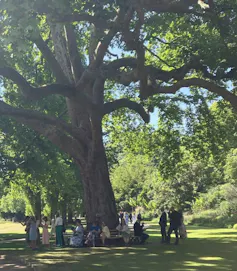 A large tree with people sitting under it and strolling past.