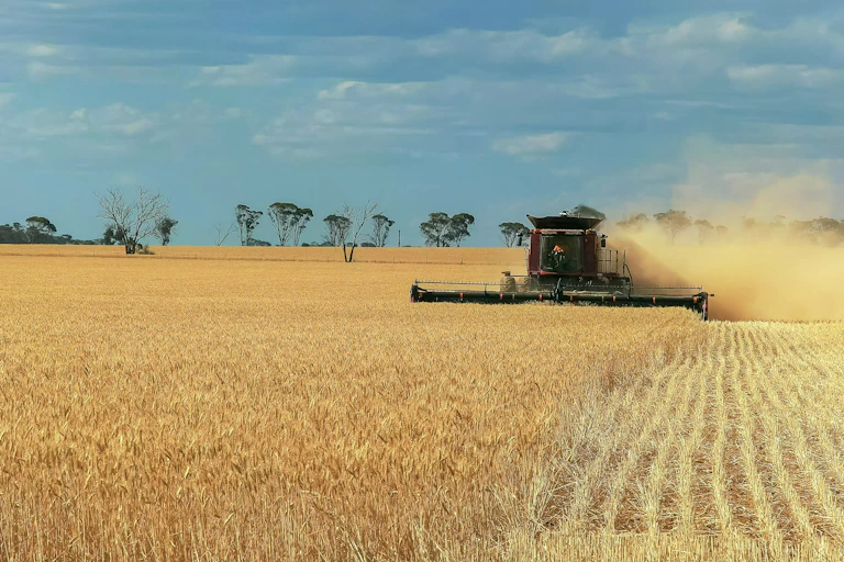 A header working in a wheat field under a blue sky