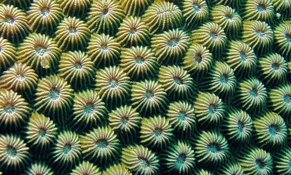 Coral reefs made up of many individual coral polyps.