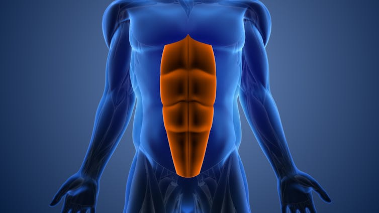 An illustration of the rectus abdominis muscles.