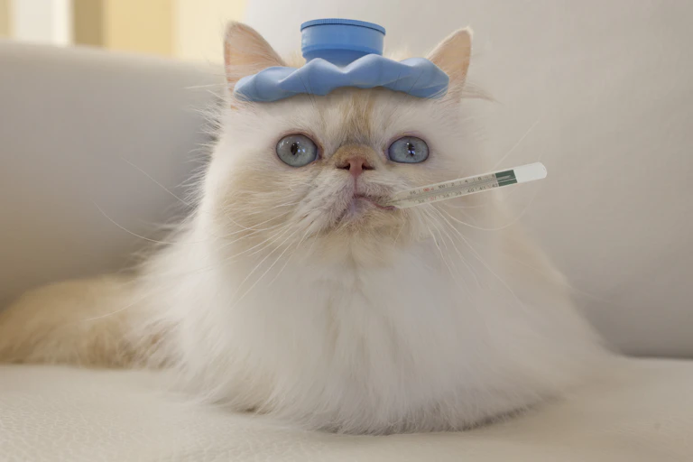 A white Persian cat with a small blue hot water bottle on its head and a thermometer in its mouth sits on a white couch.