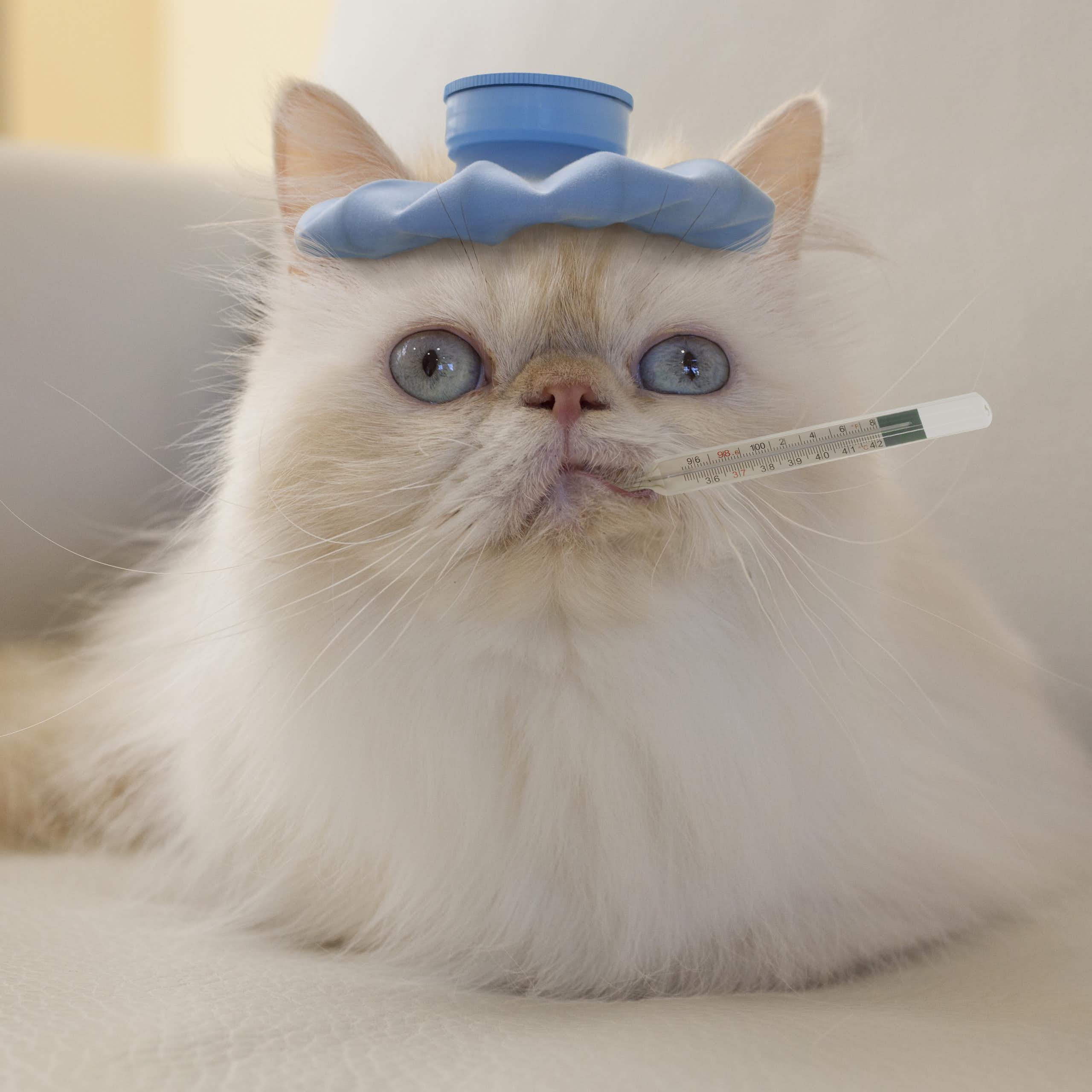 A white Persian cat with a small blue hot water bottle on its head and a thermometer in its mouth sits on a white couch.