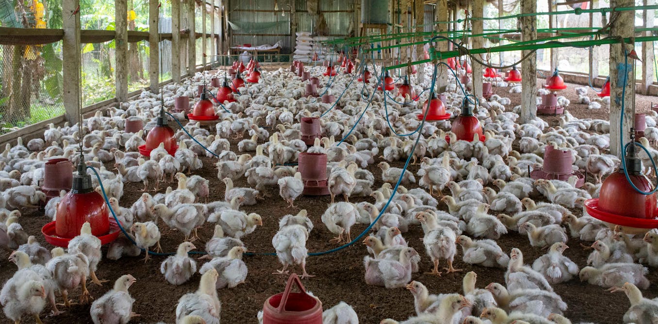 Alerta Gripe Aviária: A Urgência de uma Abordagem 'Uma Só Saúde' para Proteger Portugal e o Mundo