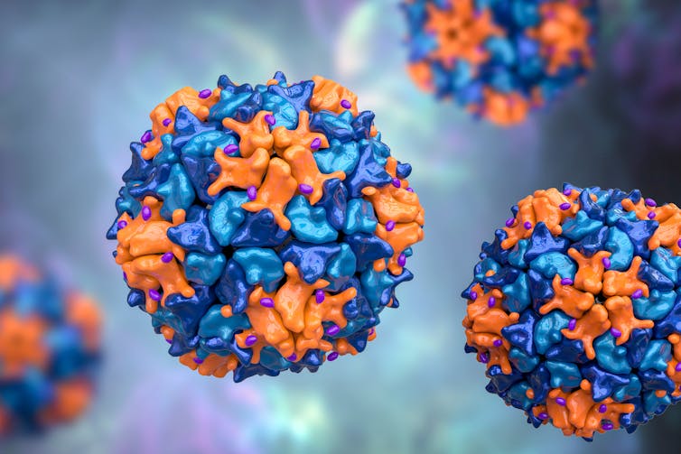 An illustration of the poliovirus in blue and orange.