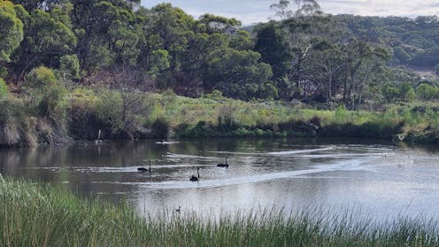 Surviving swamps on South Australia’s parched Fleurieu Peninsula are a lifeline to wildlife – and farmers