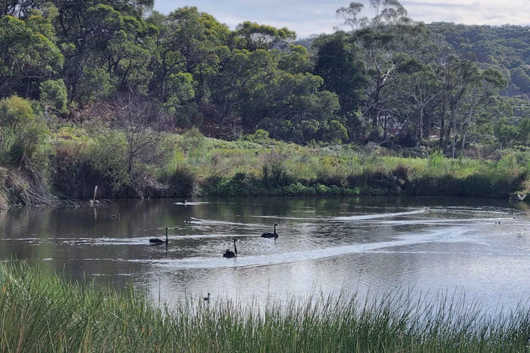 swans in South Australian wetland
