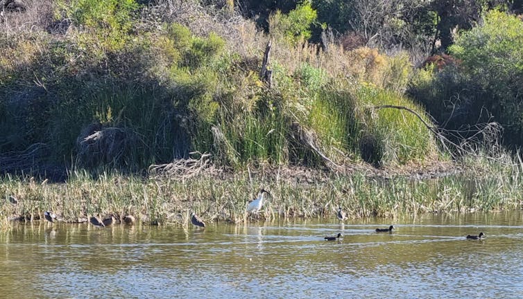 ibis and waterbirds, swamp