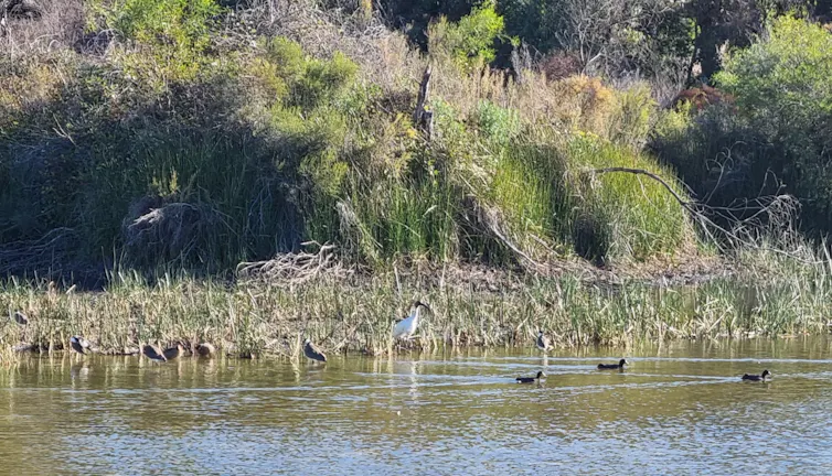ibis and waterbirds, swamp