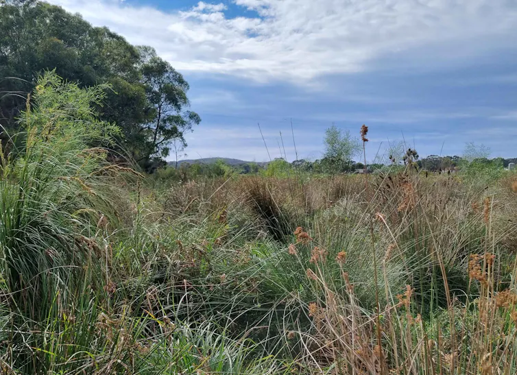 swamp and wetland, plants.