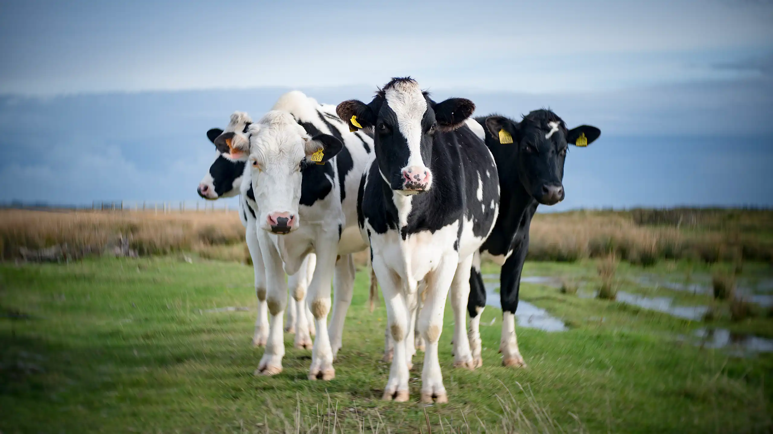 Vaches danoises