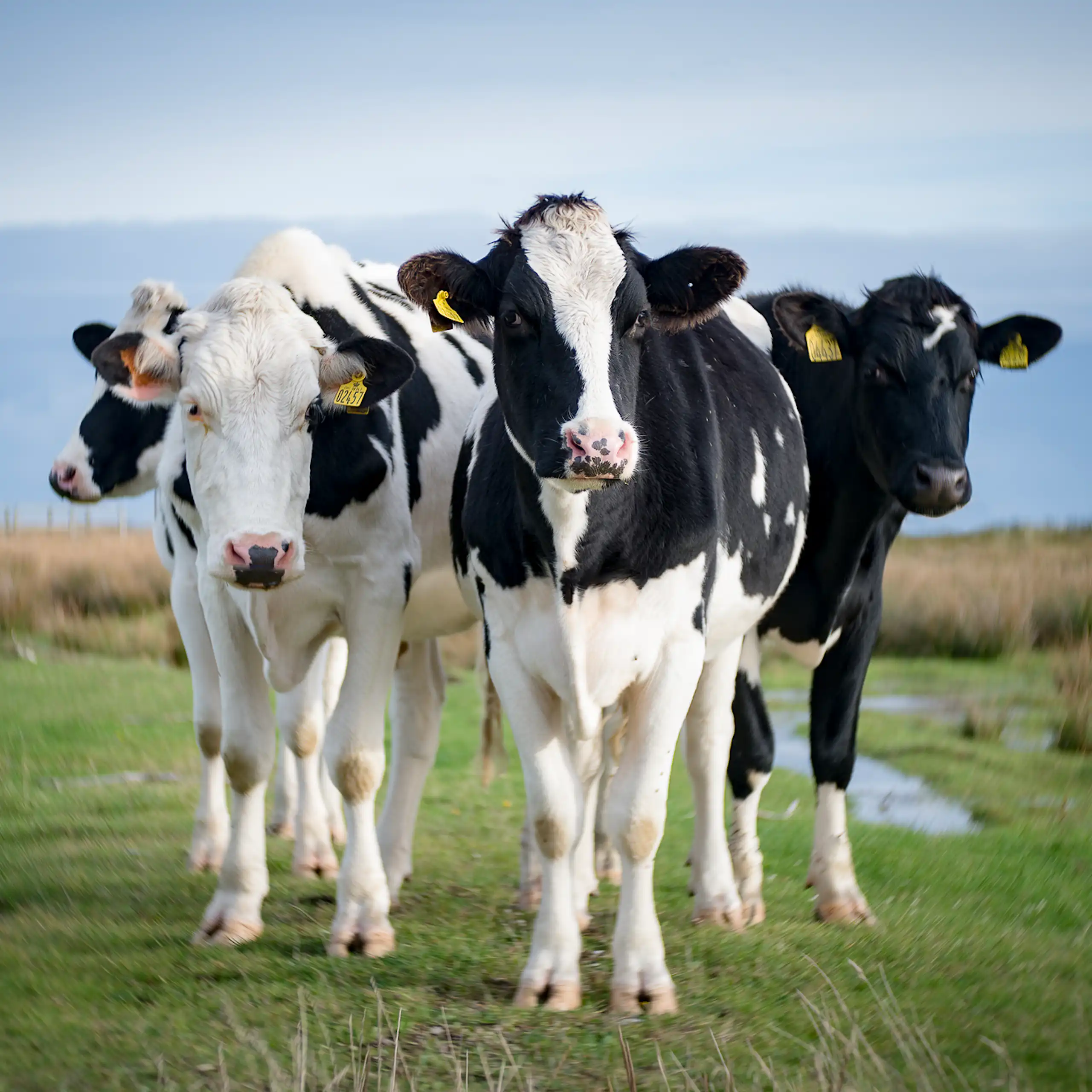 Vaches danoises