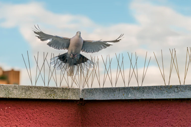 Pigeon flies over bird spikes on brick wall