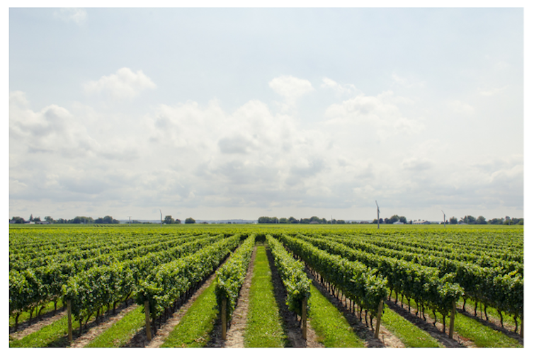 Photo représentant un paysage viticole homogène, typique des zones de monoculture intensive Huney.