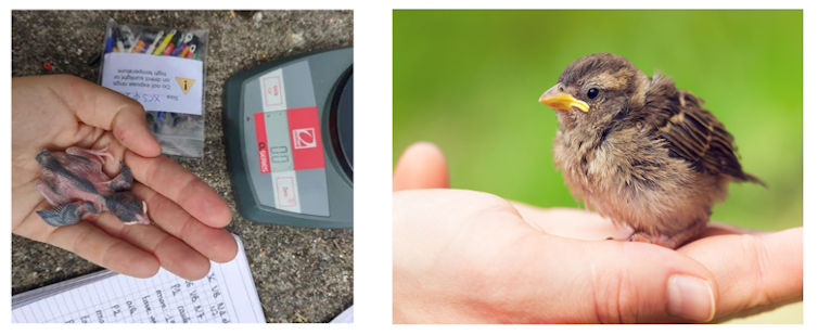 How some of the well-liked insecticides in France threaten sparrows 2 file 20250519 62 2f2ubf.png?ixlib=rb 4.1