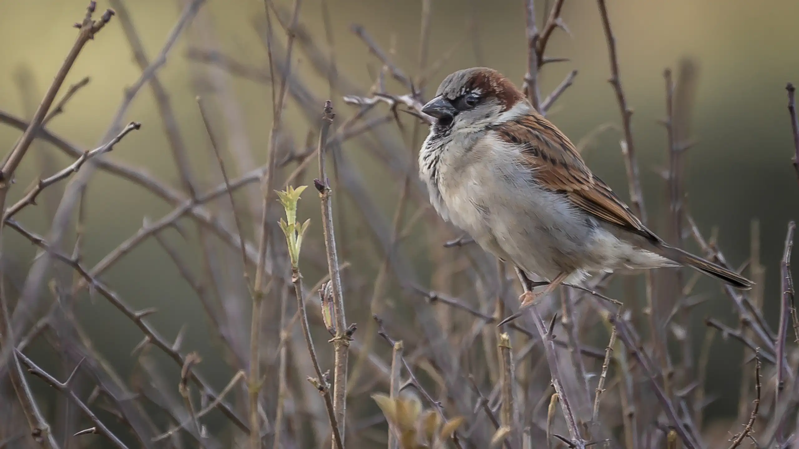 Moineau domestique mâle (Passer domesticus)