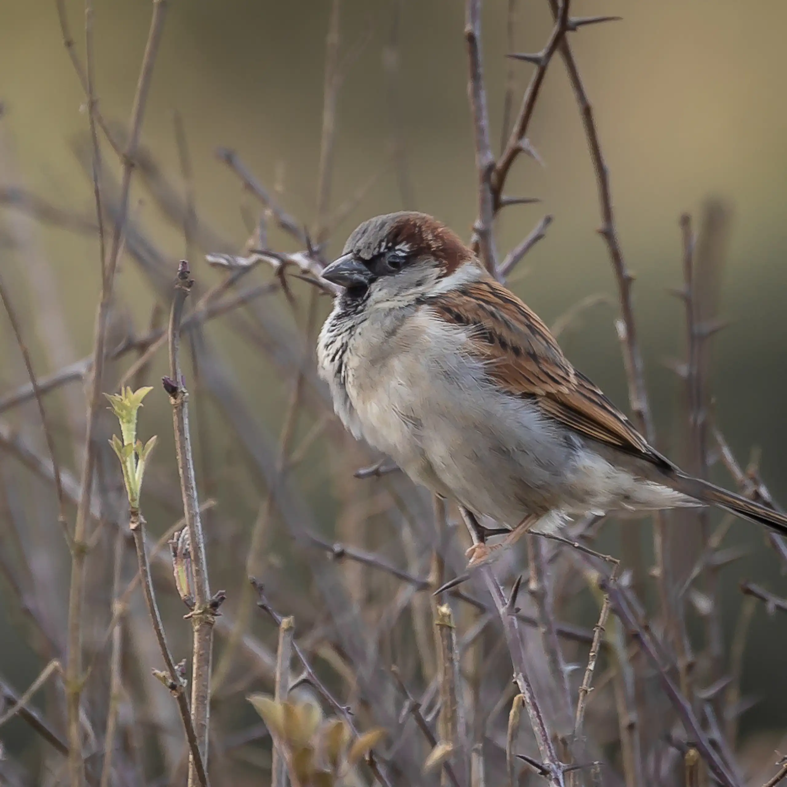 Moineau domestique mâle (Passer domesticus)