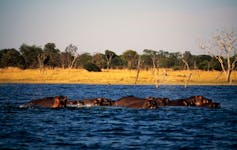 A giant blue river with dozens of trees seen on the shore and hippo swimming in it