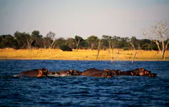 A giant blue river with dozens of trees seen on the shore and hippo swimming in it