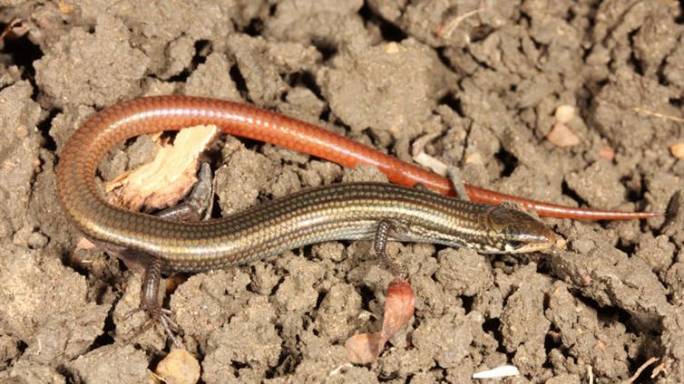 striped skink, endangered.