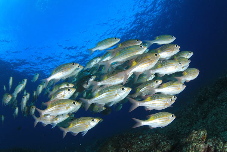 A school of fish in blue water.