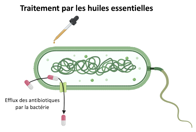Schéma du système d’efflux qui permet à la bactérie P. aeruginosa de se défendre contre les huiles essentielles et des antibiotiques.